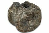 Ankylosaurian (Polacanthus) Vertebra - Isle of Wight, England #352095-1